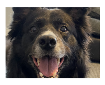Peamutt the dog