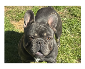 Peamutt the dog